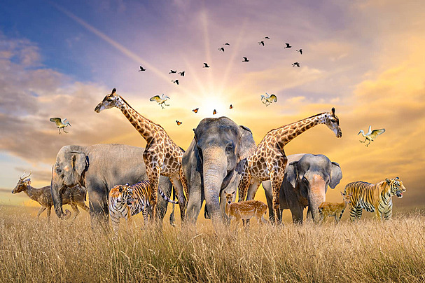 Safari theme decoration